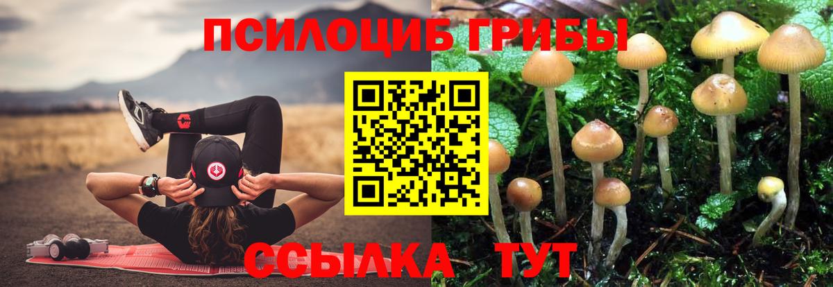 Псилоцибиновые грибы Psilocybine cubensis  Егорьевск 